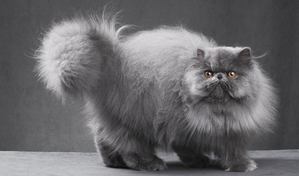 persian cat breed